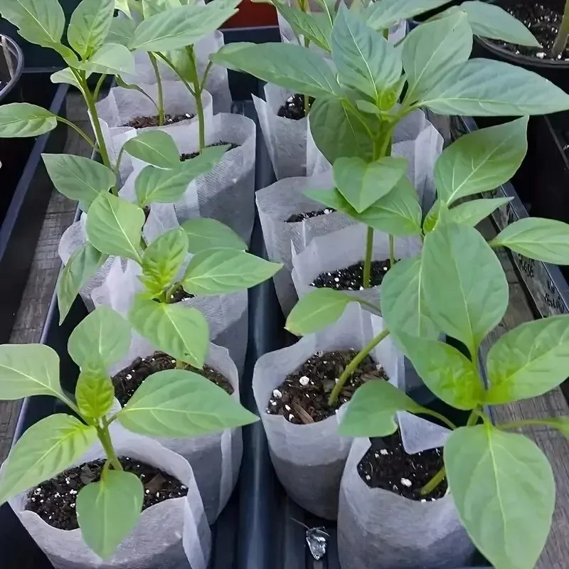8x10cm 100pcs Biodegradable Seed Nursery Bags, Non-Woven Plants GrowBags, Fabric Seedling Pots Plants Pouch, Home Garden Supply 8x10cm 100pcs Biodegradable Seed Nursery Bags, Non-Woven Plants GrowBags, Fabric Seedling Pots Plants Pouch, Home Garden Supply